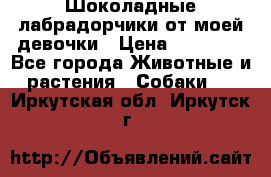 Шоколадные лабрадорчики от моей девочки › Цена ­ 25 000 - Все города Животные и растения » Собаки   . Иркутская обл.,Иркутск г.